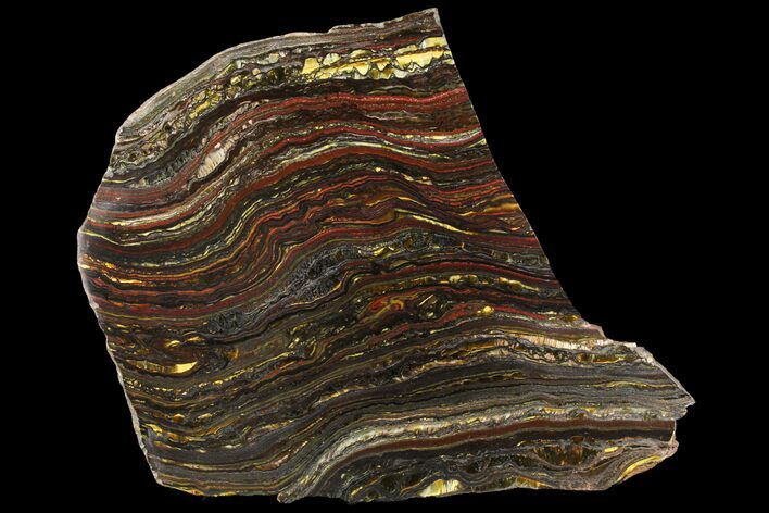Polished Tiger Iron Stromatolite - ( Billion Years) #95905